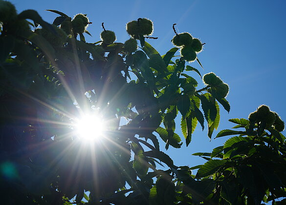 Kastanien im Sonnenlicht