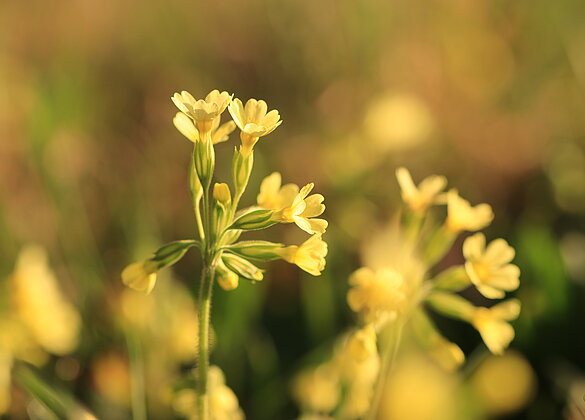 leuchtendes gelb der Schlüsselblume