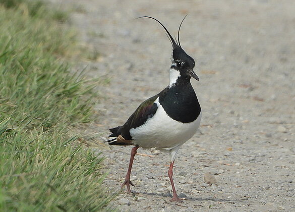 Wunderschöne Begegnung beim  Spaziergang, ein  Kiebitz.