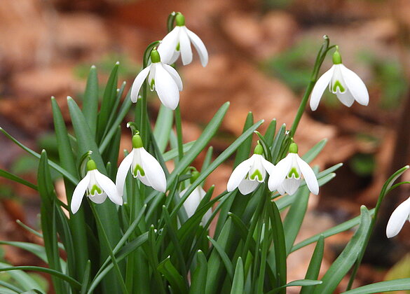 Wunderschöner Farbtupfer im noch kargen Wald.