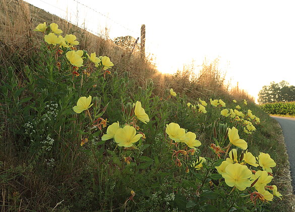 Die Blüten der Nachkerzen öffnen sich in der Dämmerung.