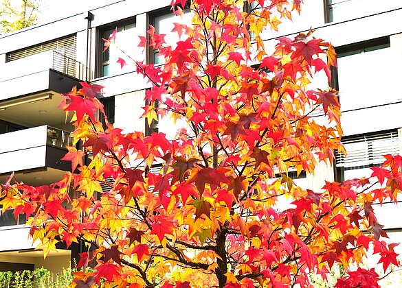 So farbig zeigt sich der Herbst