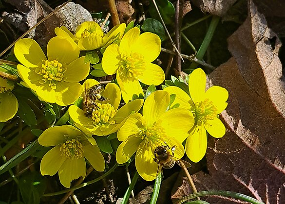 Erste Frühlingsboten