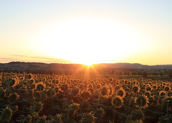 Viel Sonne....