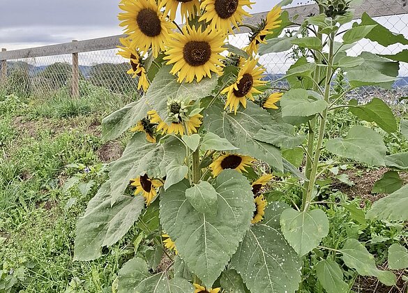 Eine Sonnenblume ohne Nachwuchsproplem.