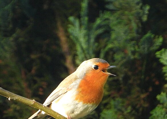 Ein Rotkehlchen beim Musizieren.