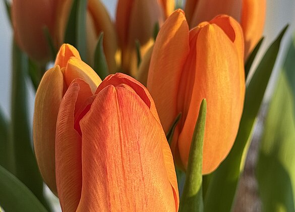 Bunte Tulpen machen Freude auf den Frühling
