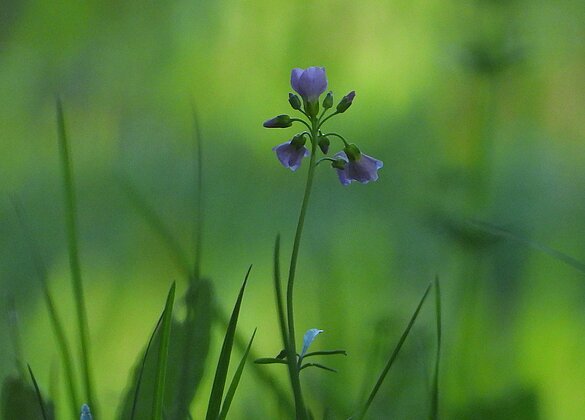 Wiesen-Schaumkraut im Morgenlicht.