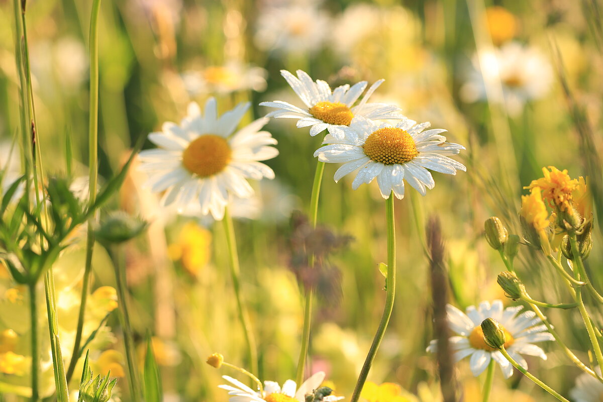 Auf der Blumenwiese - Willisauer Bote