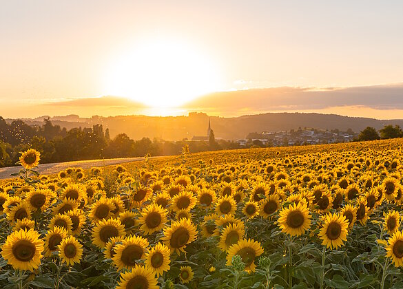 Ein friedlicher Moment im goldenen Abendlicht