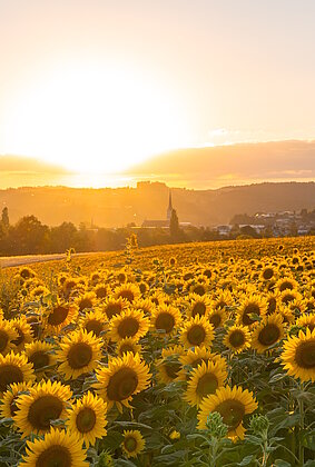 Ein friedlicher Moment im goldenen Abendlicht