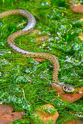 Eine eindrückliche Begegnung im Naturlehrgebiet Ettiswil. Die ansonsten wärmeliebende Ringelnatter ruht für einmal im schattigsten Teich, bevor sie wieder auf Fröschejagd geht.