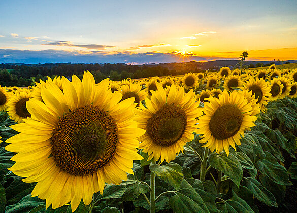 Die Sonnenblumen strahlen um die Wette!