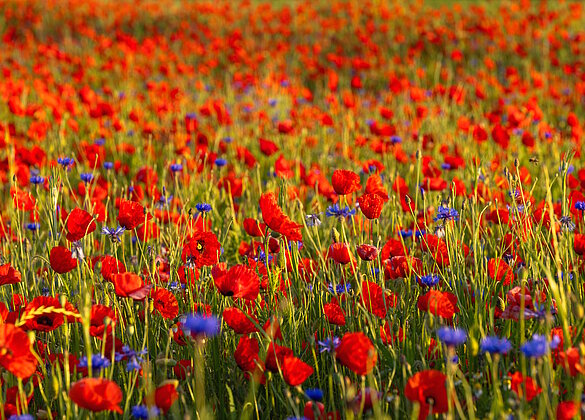 Mohnblumenzauber im Wauwilermoos