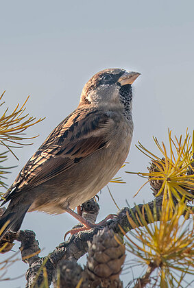 Der Spatz und die Lärche spüren den nahenden Winter