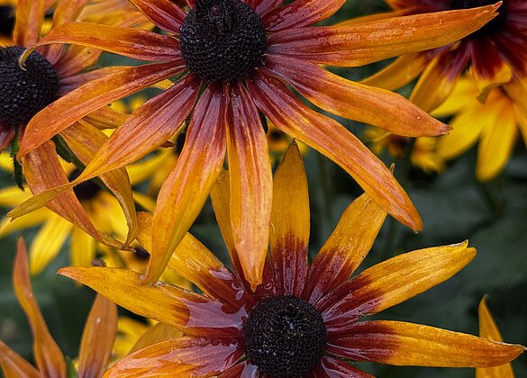 Natur,Menschen und Tiere sind sehr dankbar über den Regen