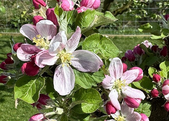 Traumhaft schöne Apfelblüten