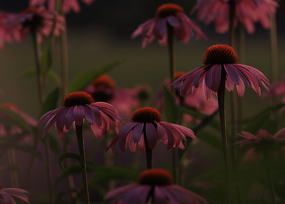 Echinacea nach Sonnenuntergang