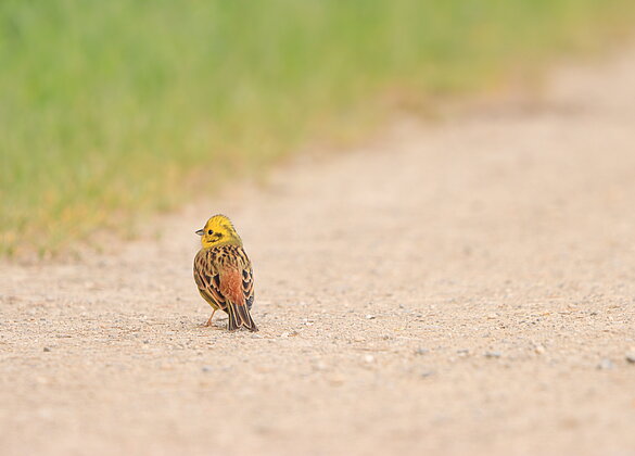 Seelenruhig wartet dieser Vogel bis das Bild im Kasten ist