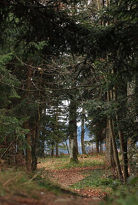 Wohltuender Spaziergang durch den Wald