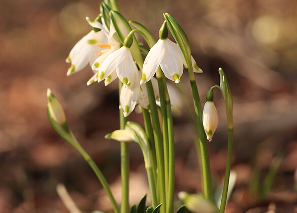 Wunderschön - die Märzenbecher blühen wieder