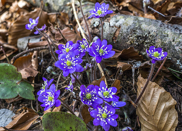 Ein Frühlingsboote, die wunderschönen Leberblümchen!
