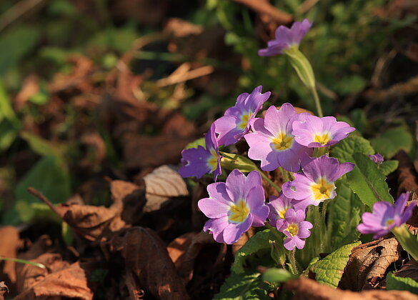 Die Landschaft des Frühlings wird immer farbiger
