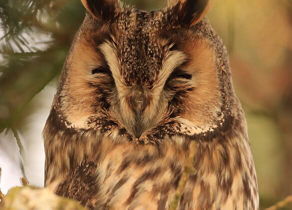 lässt sich von meinem geknipste nicht stören