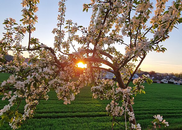 Zierapfelbaum im Abendrot
