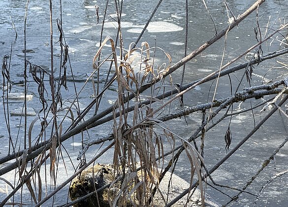 Traumhafter Morgenspaziergang 
