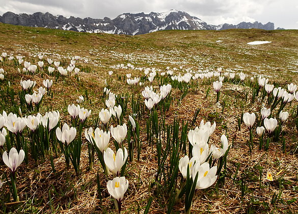 Krokus-Teppich kurz nach der Schneeschmelze
