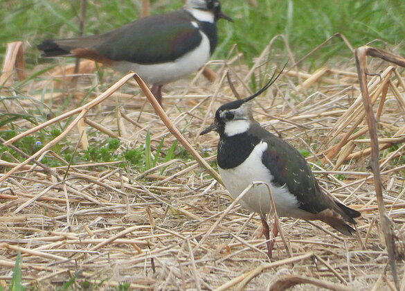 Zwei Kiebitze im Wauwilermoos.