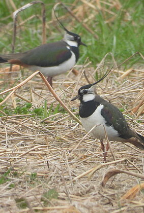 Zwei Kiebitze im Wauwilermoos.