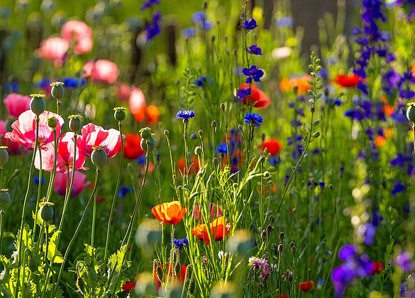 Eine farbenfrohe Oase für Insekten