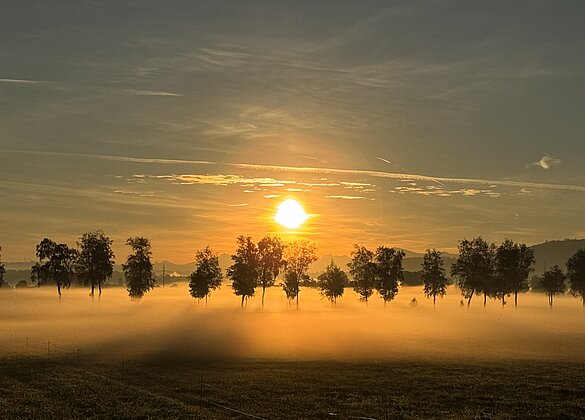 Traummorgen im Moos
