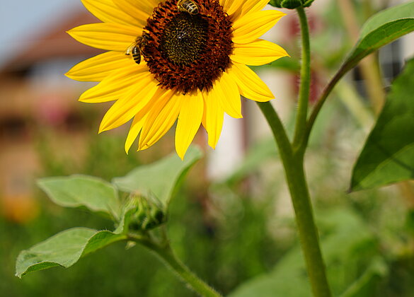 Begehrter Aufenthaltsort für Bienen, die Sonnenblume