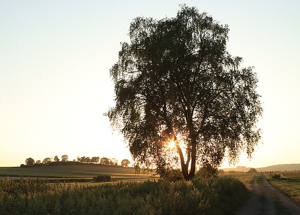 Ohne spezielle Brille stellte ich mich hinter den Baum