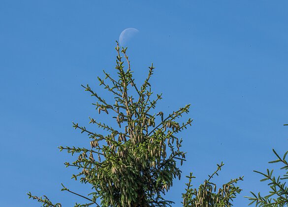 Halbmond am helllichten Tag auf der Spitze einer Fichte.
