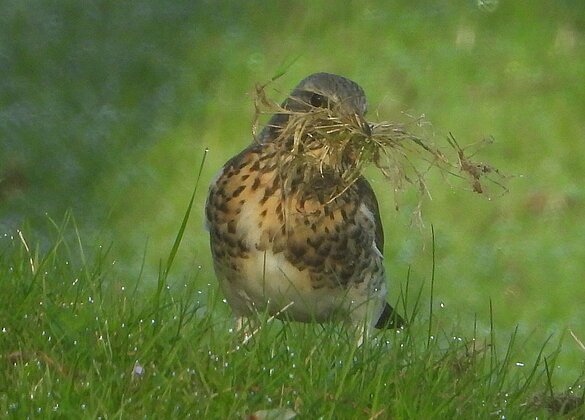 Eine Drossel sammelt fleissig Nistmaterial.