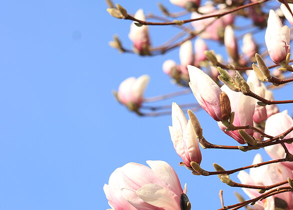 Magnolien blühen im zarten Rosa