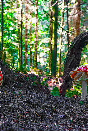 Im Wald sind die Fliegenpilze erwacht