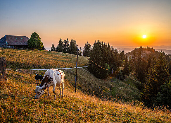 Die Rinder suchen das saftige Gras!