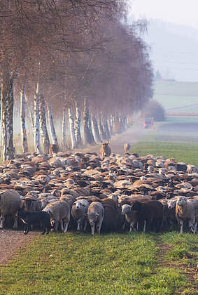 Landschaftspfleger vom Feinsten