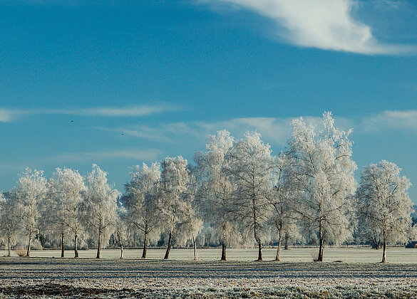 Mit Biecht beladene Birken