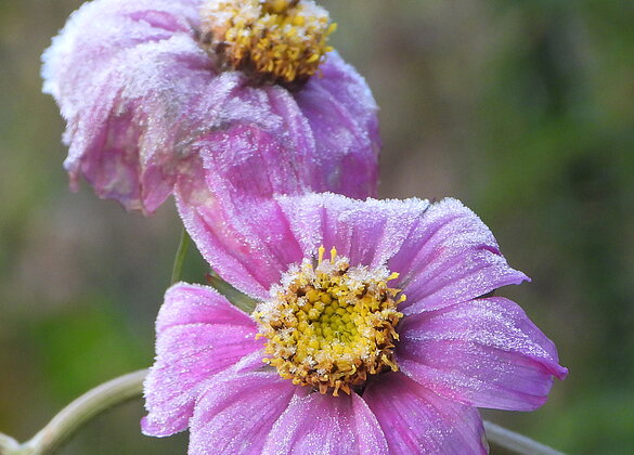 Schmuckkörbchen im Frostmantel.