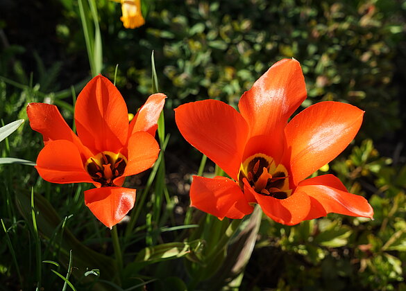 Farbtupfer auf dem Weg zum Pfarrhof