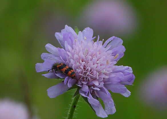 Eine Witwenblume mit Besucher.