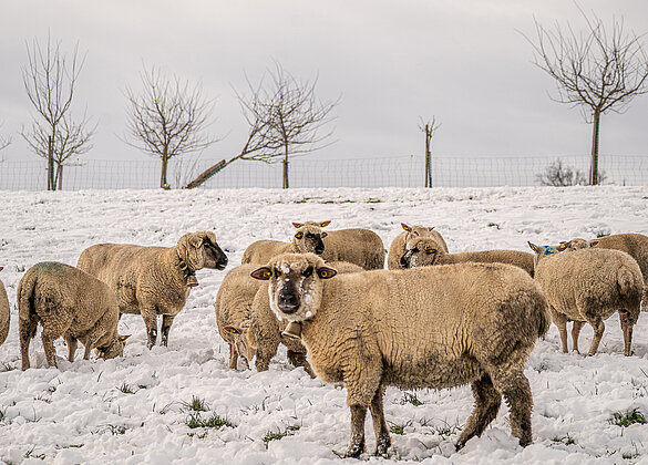 Die Schäfchen kommen zurecht mit Schnee und Kälte!