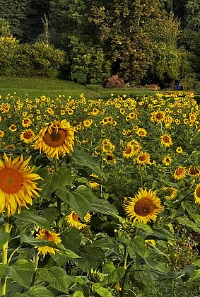 Bald letzte leuchtende Sonnenblumen im Morgenlicht