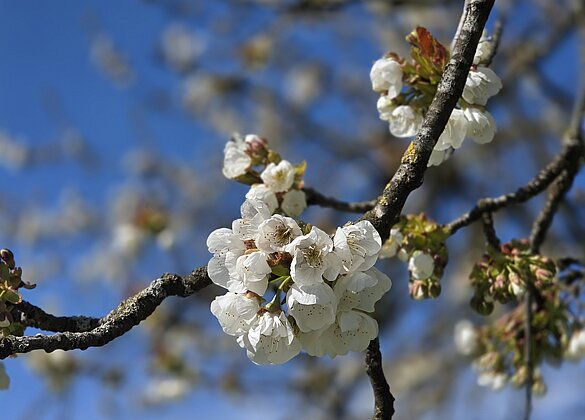 Die Blüten erfreuen sich über die warmen Temperaturen.